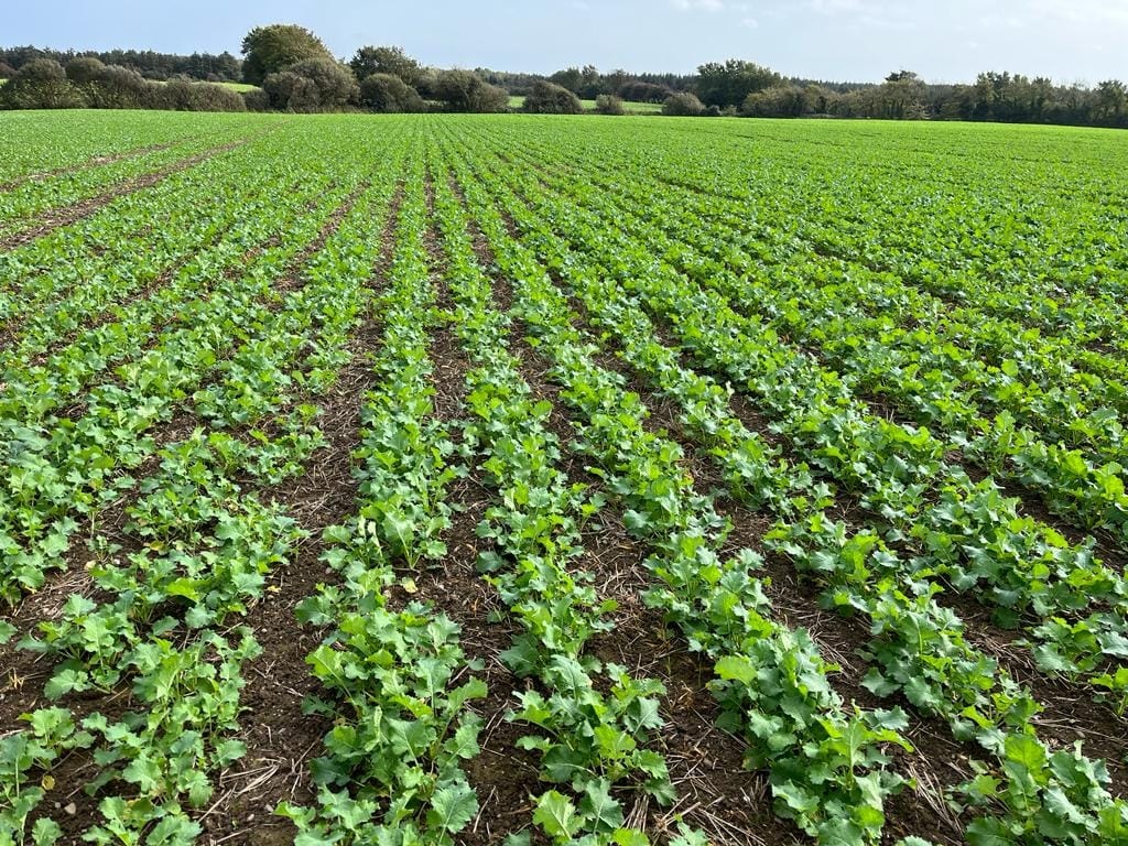 OSR establishment results - single-pass cultivation and seeding