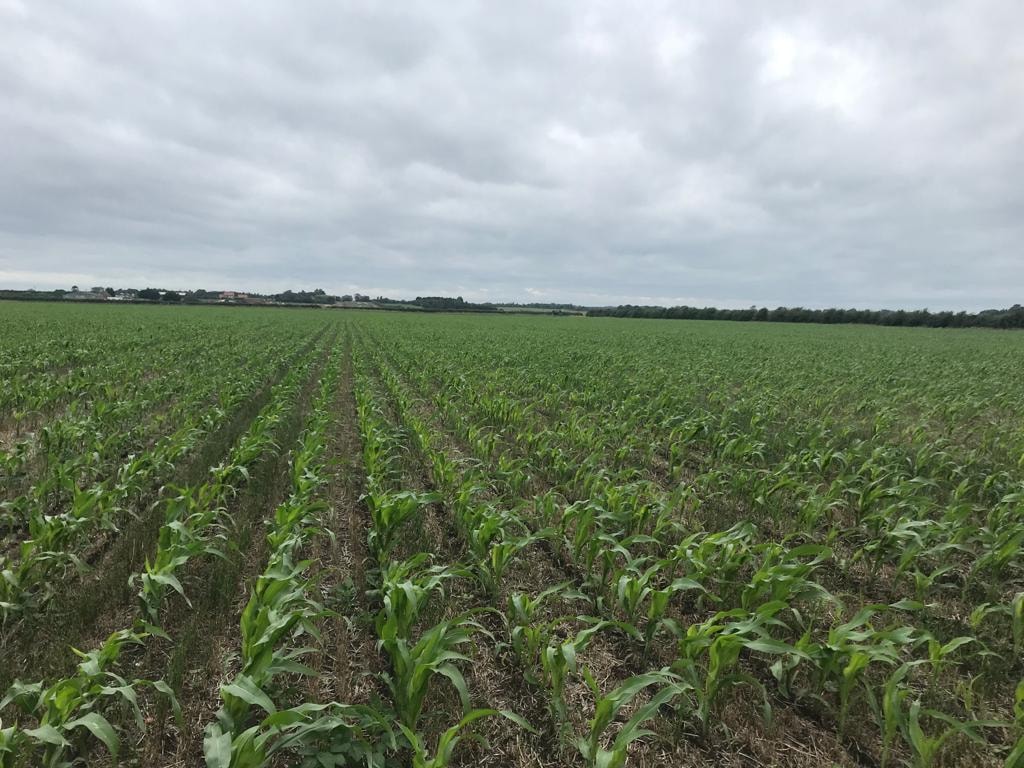 Maize establishment results - strip preparation in one pass